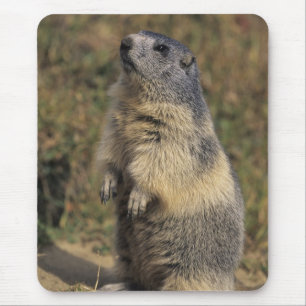 Alpenmarmot, Marmota marmota, volwassene staand Muismat