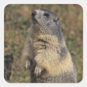 Alpenmarmot, Marmota marmota, volwassene staand Vierkante Sticker