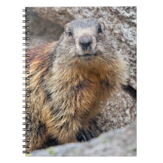 Alpenmarmot Notitieboek (Voorkant)