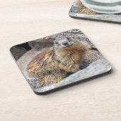 Alpenmarmot Set van 6 Onderzetters (Linkerzijde)