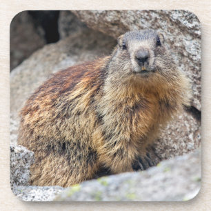 Alpenmarmot Set van 6 Onderzetters