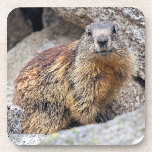 Alpenmarmot Set van 6 Onderzetters (Voorkant)