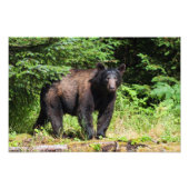 Alpha Black Beer Foto Afdruk (Voorkant)