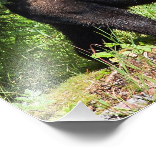 Alpha Black Beer Foto Afdruk (Hoek)