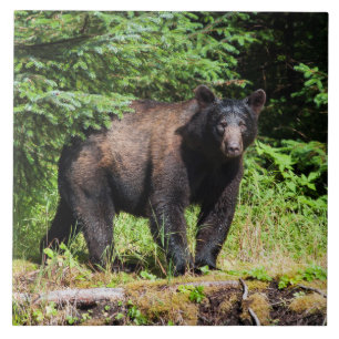 Alpha Black Beer Tegeltje