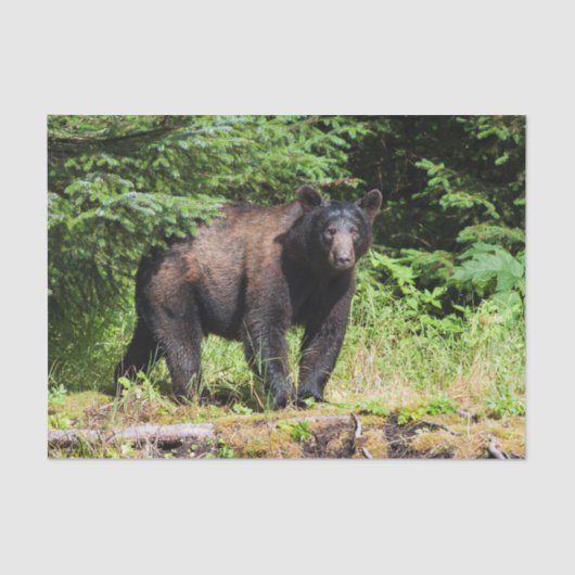 Alpha Black Beer Tissuepapier (Voorkant)