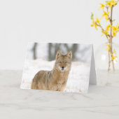 Alpha Male Coyote Kaart (Gele Bloem)