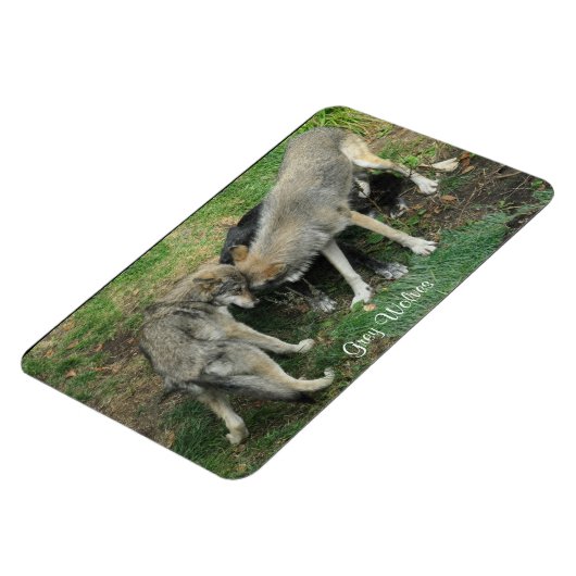 Alpha Man, Vrouw Grijze Wolf & Pup Wildlife Magnet Magneet (Linkerzijde)