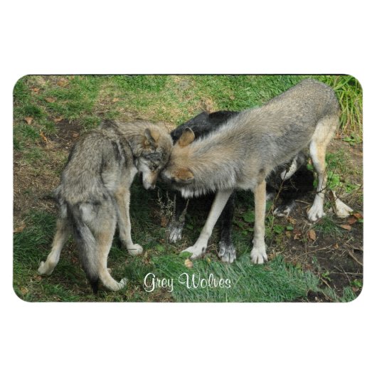 Alpha Man, Vrouw Grijze Wolf & Pup Wildlife Magnet Magneet (Horizontaal)