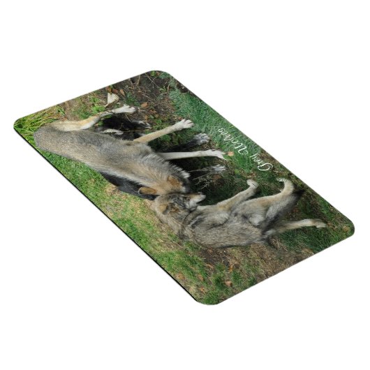 Alpha Man, Vrouw Grijze Wolf & Pup Wildlife Magnet Magneet (Rechterzijde)