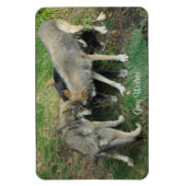 Alpha Man, Vrouw Grijze Wolf & Pup Wildlife Magnet Magneet (Verticaal)