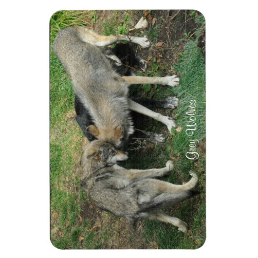 Alpha Man, Vrouw Grijze Wolf & Pup Wildlife Magnet Magneet (Verticaal)