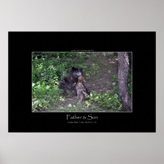 Alpha Mannelijke Grijze Wolf & Pup Foto Print (Voorkant)