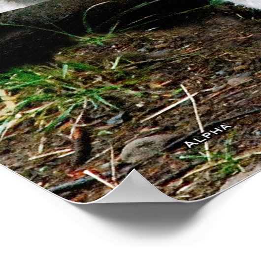 Alpha Wolf Poster (Hoek)