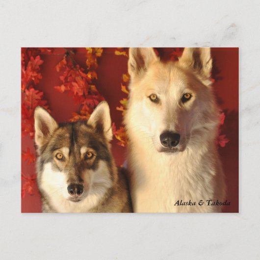 Alpha Wolves Herfst Briefkaarten (Voorkant)