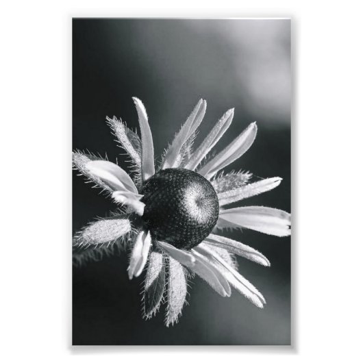 Alphabet Letter Photography O8 Black en White 4x6 Foto Afdruk (Voorkant)