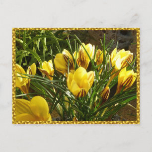 Alpiene crocussen briefkaart