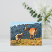 Alpiene geiten briefkaart (Staand voorkant)