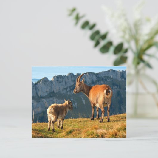 Alpiene geiten briefkaart (Staand voorkant)