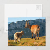 Alpiene geiten briefkaart (Voorkant / Achterkant)