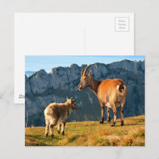 Alpiene geiten briefkaart (Voorkant / Achterkant)