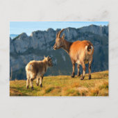 Alpiene geiten briefkaart (Voorkant)