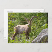 Alpiene ibex-eetbladeren briefkaart (Voorkant / Achterkant)