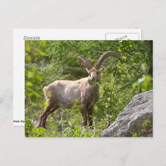 Alpiene ibex-eetbladeren briefkaart (Voorkant / Achterkant)