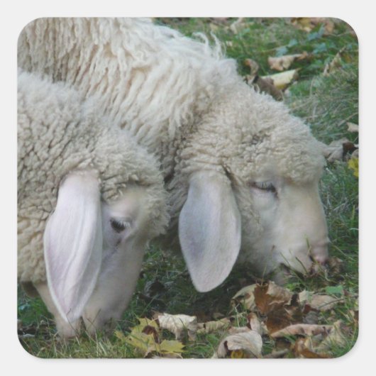 Alpiene Lop-Eared Sheep Stickers (Voorkant)