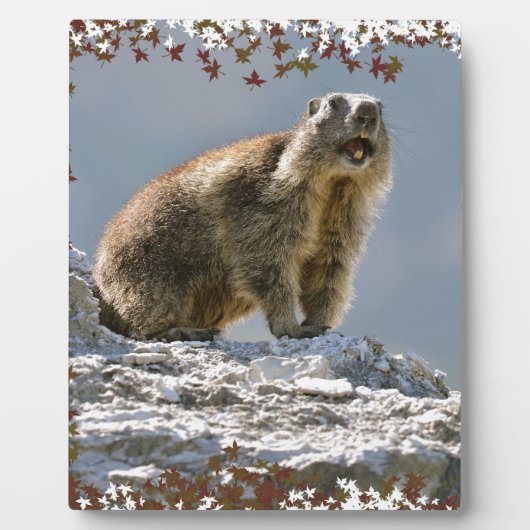 Alpiene marmot in bladeren lijst fotoplaat (Voorkant)