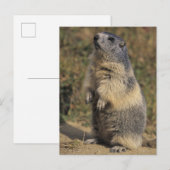 Alpiene Marmot, Marmota marmota, volwassen status Briefkaart (Voorkant / Achterkant)