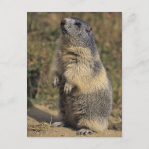 Alpiene Marmot, Marmota marmota, volwassen status Briefkaart