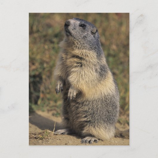 Alpiene Marmot, Marmota marmota, volwassen status Briefkaart (Voorkant)