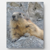 Alpiene marmot op de rok fotoplaat (Voorkant)