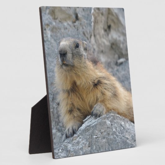Alpiene marmot op de rok fotoplaat (Zijkant)