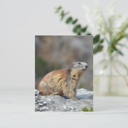 Alpiene marmot op rots briefkaart (Staand voorkant)