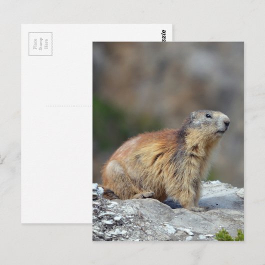 Alpiene marmot op rots briefkaart (Voorkant / Achterkant)