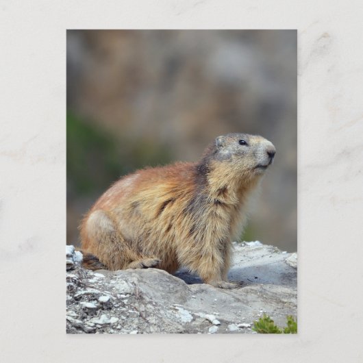 Alpiene marmot op rots briefkaart (Voorkant)