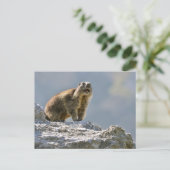 Alpiene marmot op rots briefkaart (Staand voorkant)