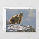 Alpiene marmot op rots briefkaart (Voorkant / Achterkant)