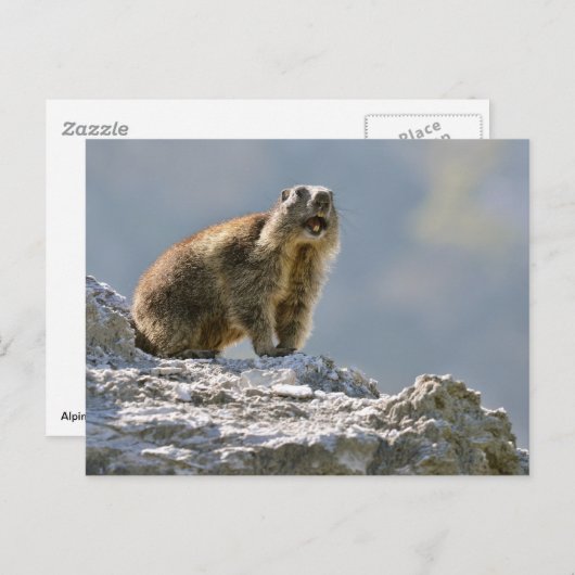 Alpiene marmot op rots briefkaart (Voorkant / Achterkant)