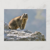 Alpiene marmot op rots briefkaart (Voorkant)