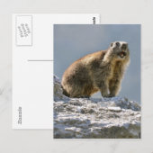 Alpiene marmot op rots briefkaart (Voorkant / Achterkant)