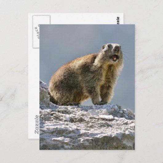 Alpiene marmot op rots briefkaart (Voorkant / Achterkant)