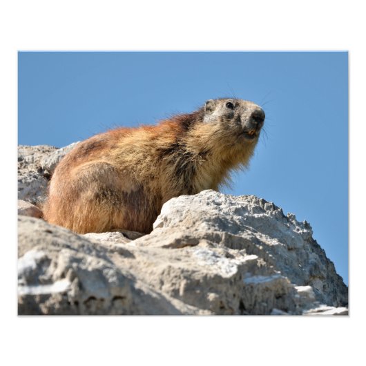 Alpiene marmot op rots foto afdruk (Voorkant)