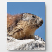 Alpiene marmot op rots fotoplaat (Voorkant)