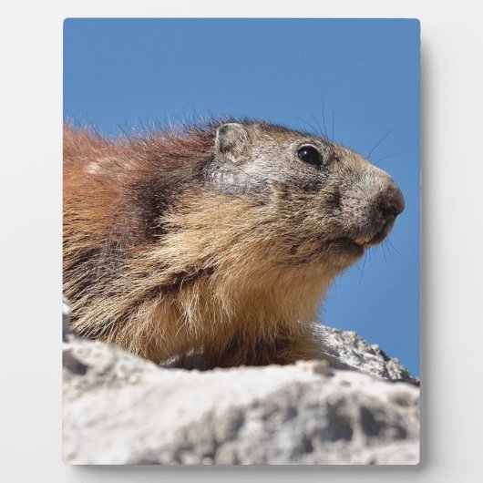 Alpiene marmot op rots fotoplaat (Voorkant)