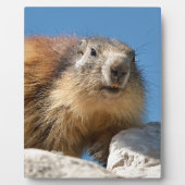 Alpiene marmot op rots fotoplaat (Voorkant)