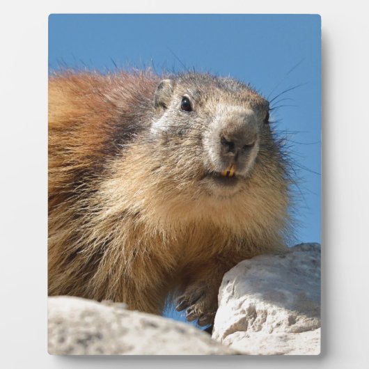 Alpiene marmot op rots fotoplaat (Voorkant)