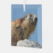 Alpiene marmot op rots glas ornament (Voorkant links)
